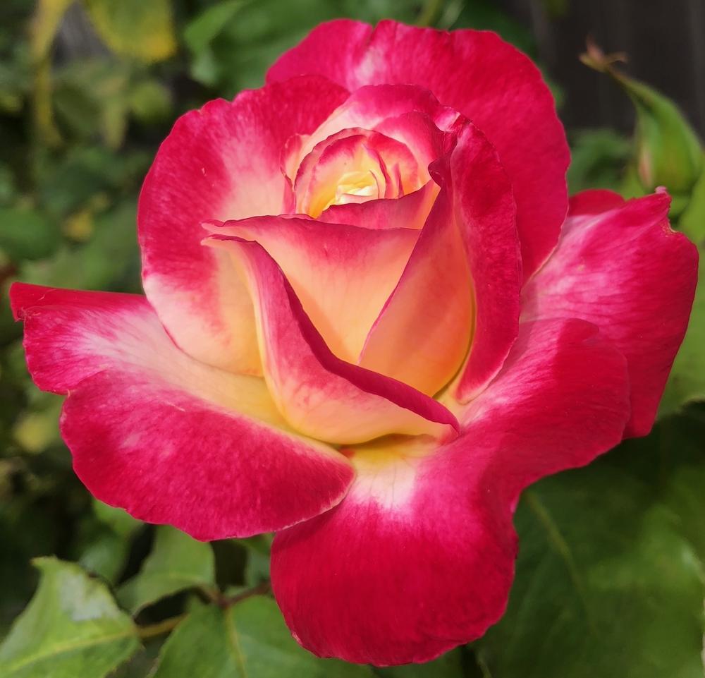 Photo of Hybrid Tea Rose (Rosa 'Double Delight') uploaded by AnnKNCalif