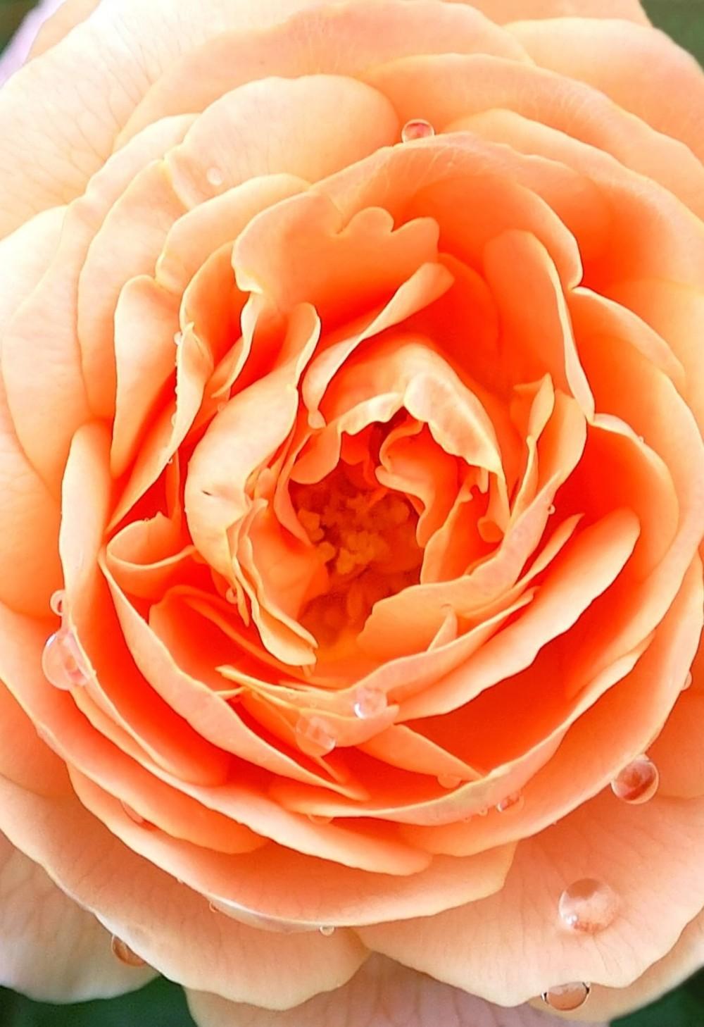 Photo of Rose (Rosa 'Polka') uploaded by AudreyDee