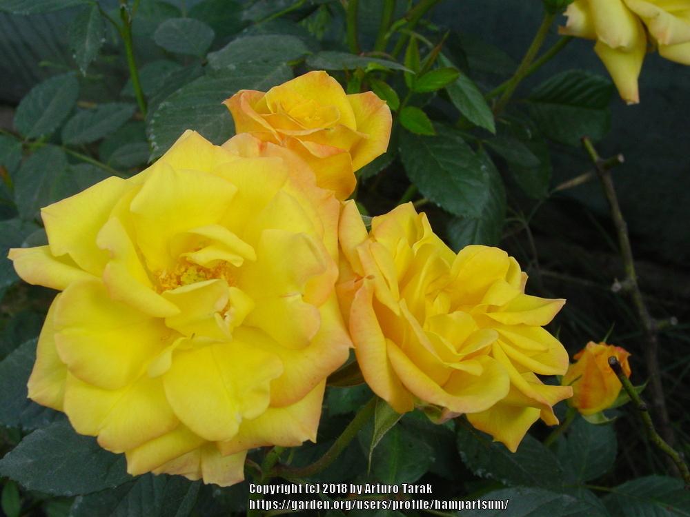 Photo of Rose (Rosa 'Goldmarie') uploaded by hampartsum