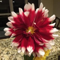 Location: My garden in Warrenville, SC
Date: 2018-11-12
Brought the bloom in to avoid frost