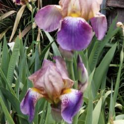 Location: Hobart, Tasmania
Date: 2018-11-03
Tall Bearded Iris " Sindjkha "