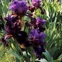 Location: Hobart, Tasmania
Date: 2018-11-18
Tall Bearded Iris " Electric Candy "