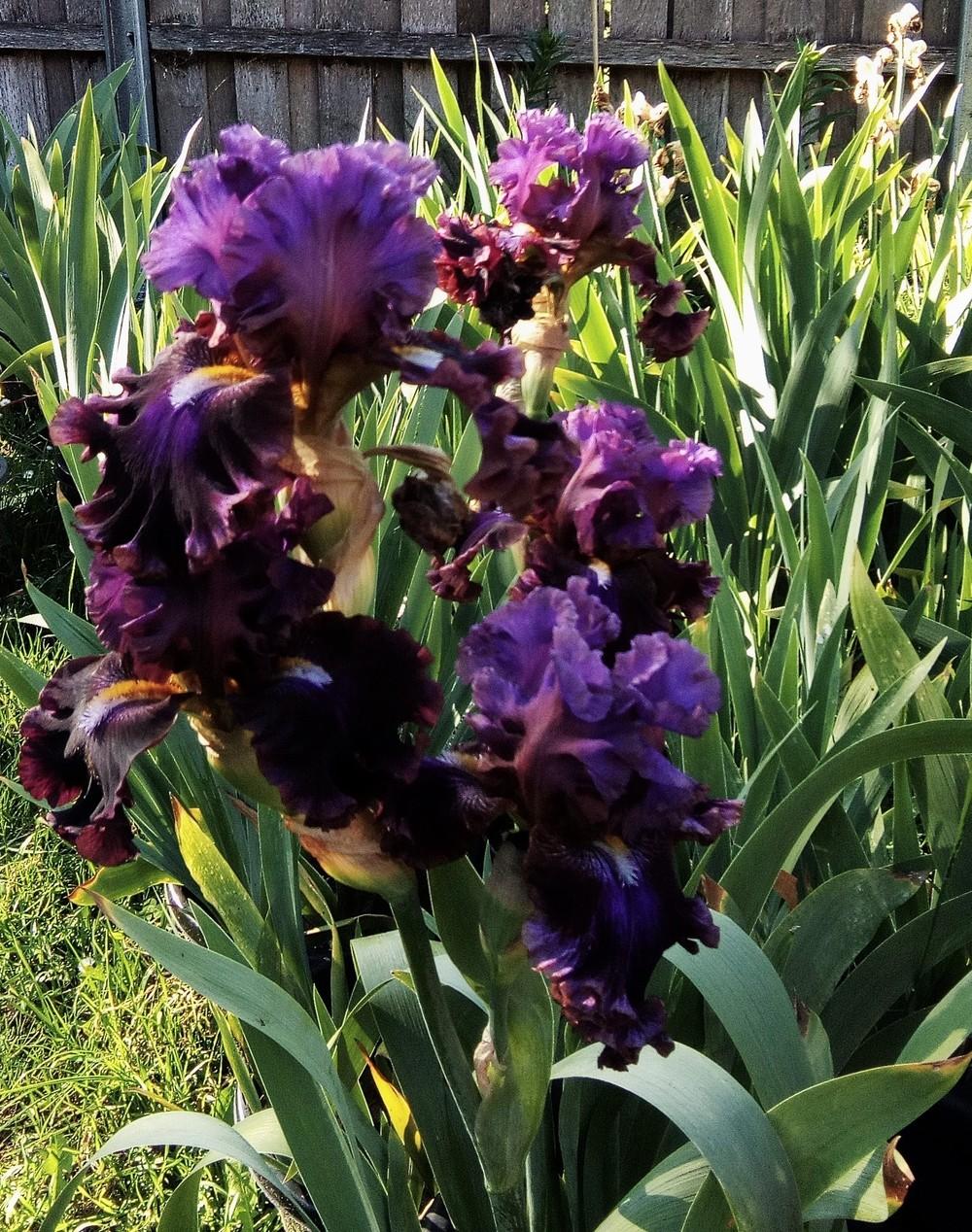 Photo of Tall Bearded Iris (Iris 'Electric Candy') uploaded by Gardendaze00