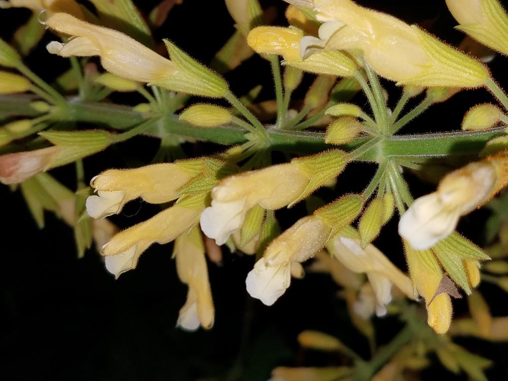 Photo of Forsythia Sage (Salvia madrensis) uploaded by Gerris2