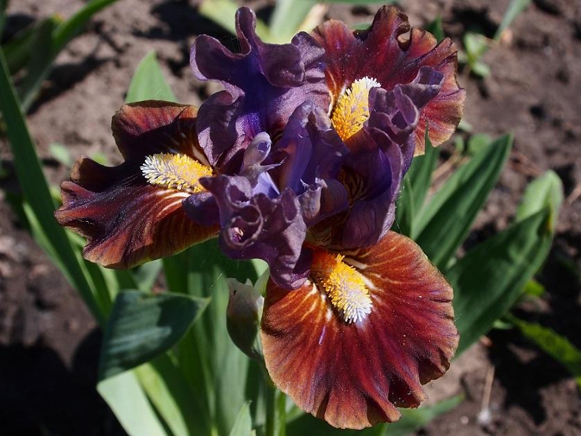 Photo of Standard Dwarf Bearded Iris (Iris 'Canine Caper') uploaded by IaninaUkr