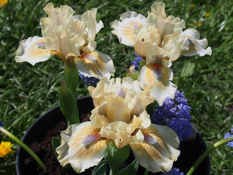 Photo of Standard Dwarf Bearded Iris (Iris 'Cachet') uploaded by IaninaUkr