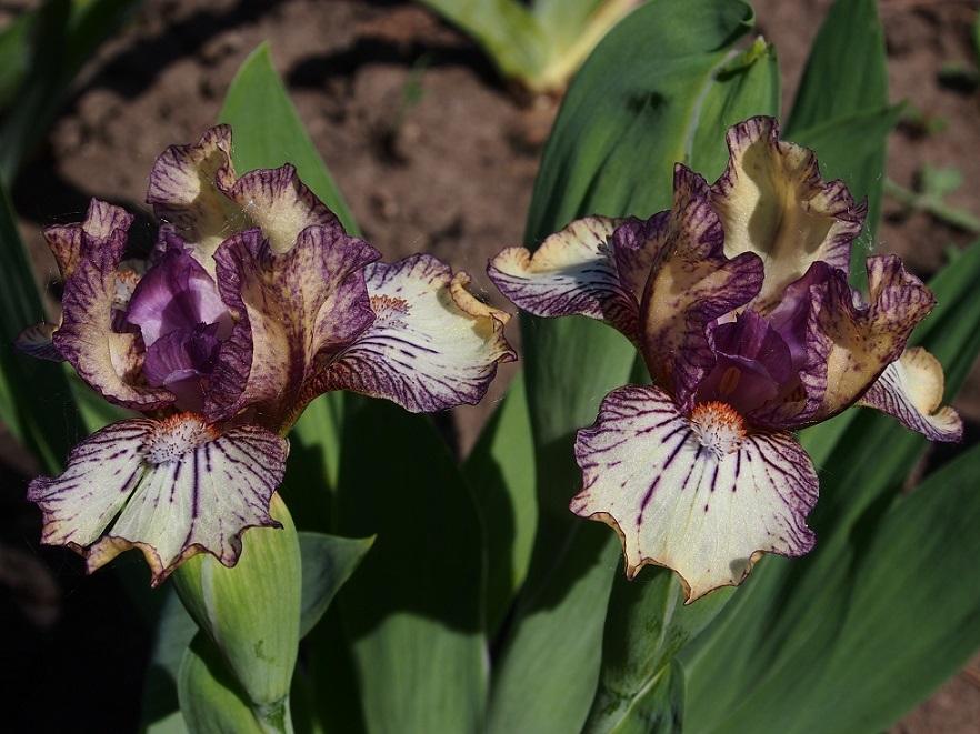 Photo of Miniature Dwarf Bearded Iris (Iris 'Beetlejuice') uploaded by IaninaUkr