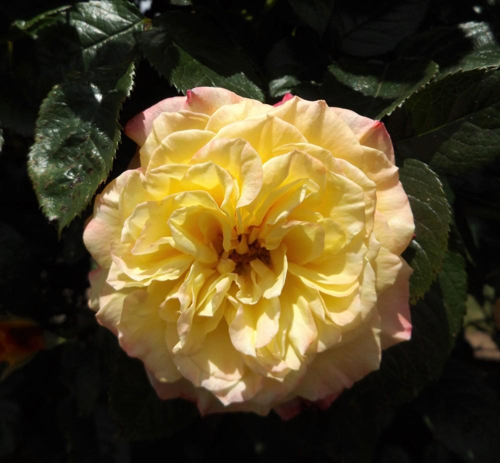 Photo of Rose (Rosa 'Rugelda') uploaded by LolaTasmania