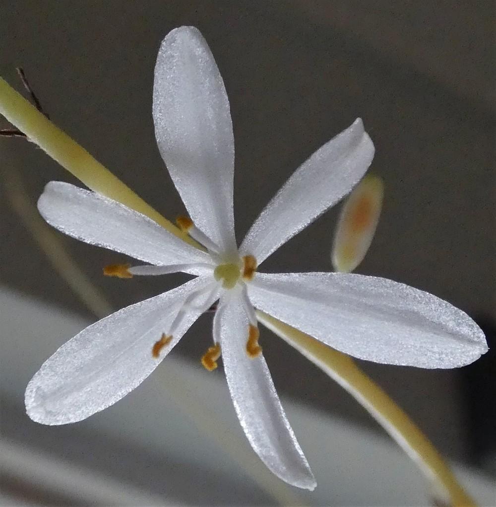 Photo of Spider Plant (Chlorophytum comosum) uploaded by Jai_Ganesha