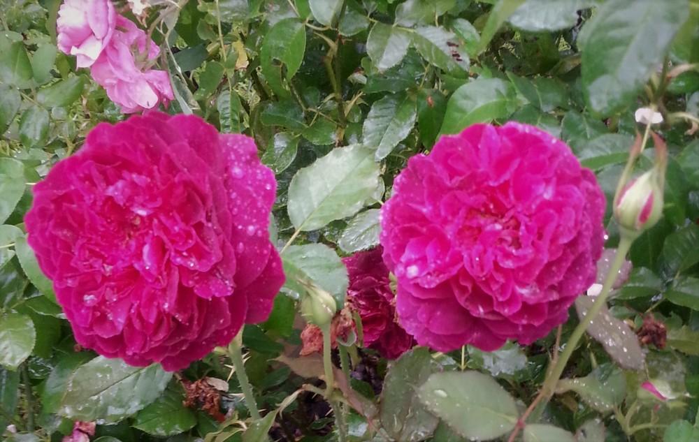 Photo of English Shrub Rose (Rosa 'Munstead Wood') uploaded by KenNEGA