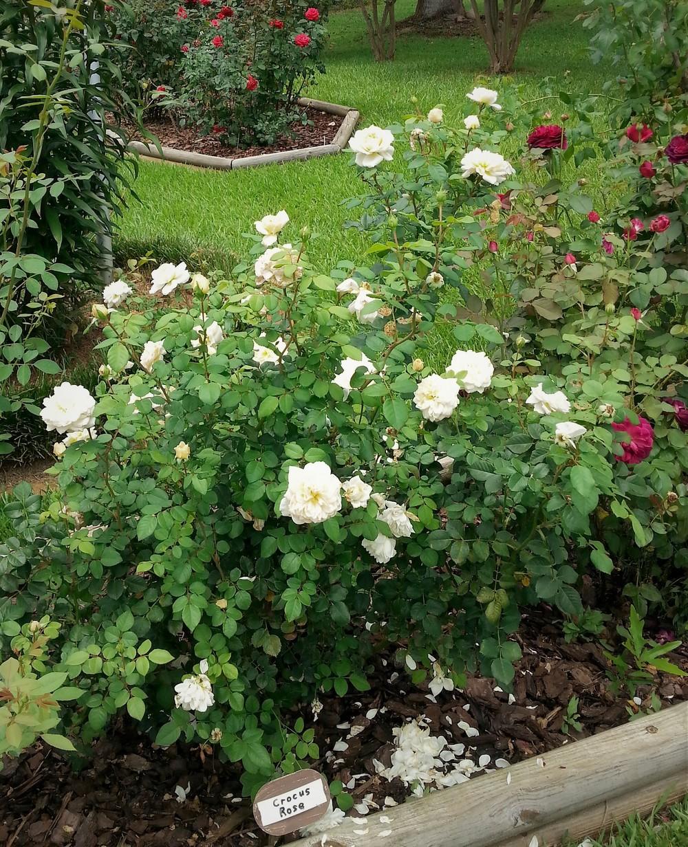 Photo of Rose (Rosa 'Crocus Rose') uploaded by KenNEGA