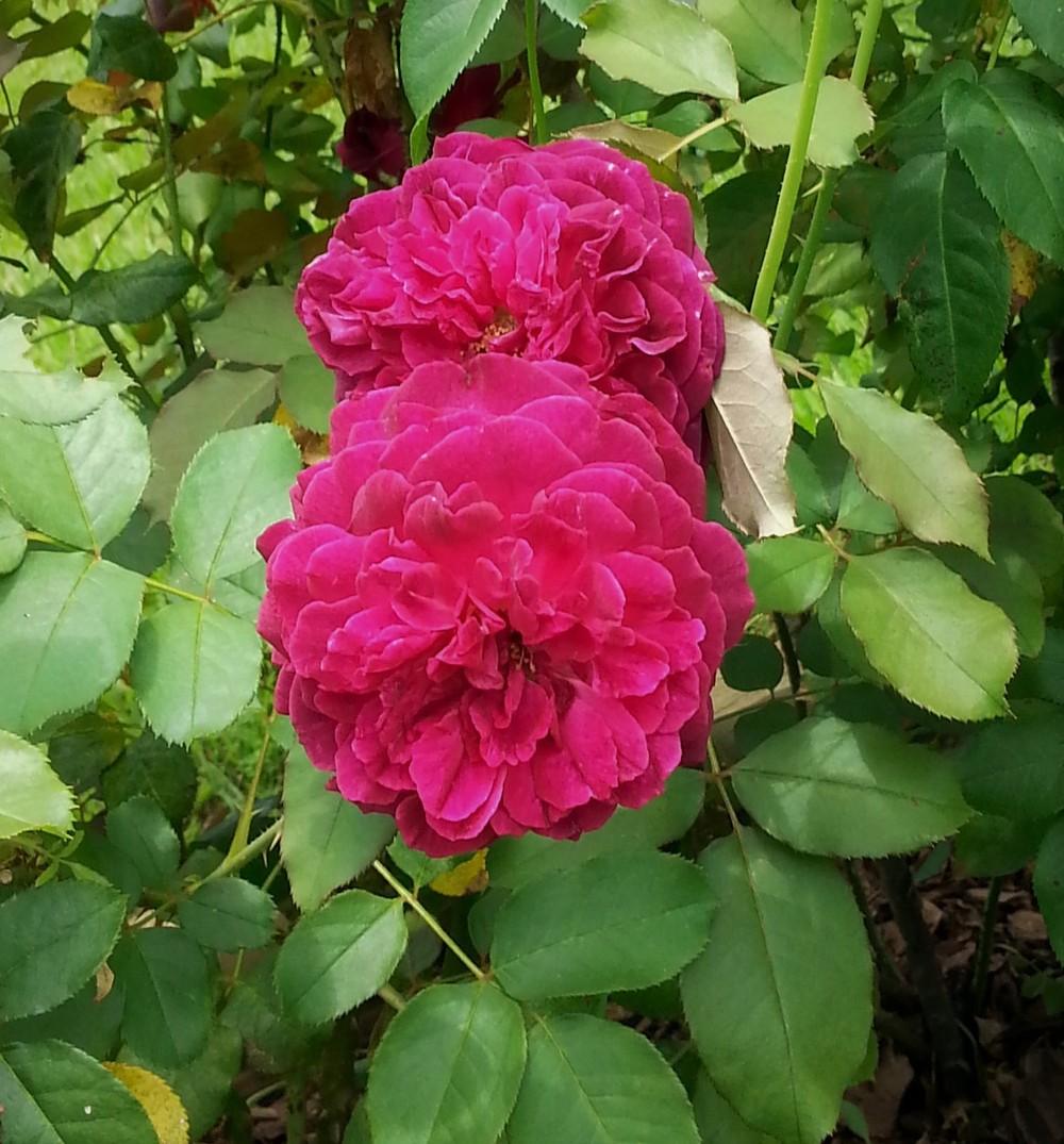 Photo of English Shrub Rose (Rosa 'Munstead Wood') uploaded by KenNEGA