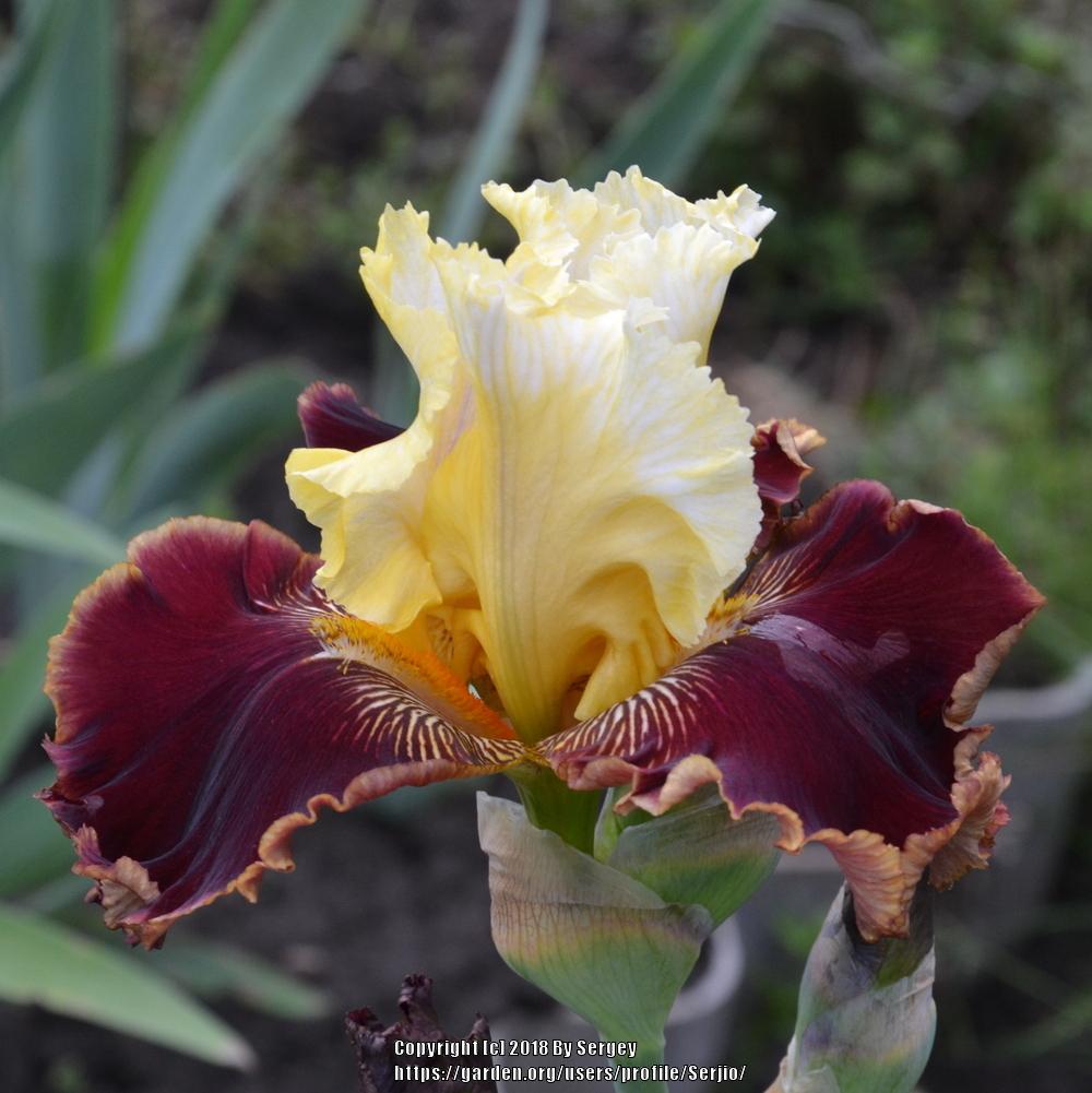 Photo of Tall Bearded Iris (Iris 'Diamonds and Rubies') uploaded by Serjio