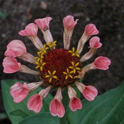 Location: My North Garden
Date: August 2012
A possibly carnivorous zinnia. Pitcher petals captured rainwater 