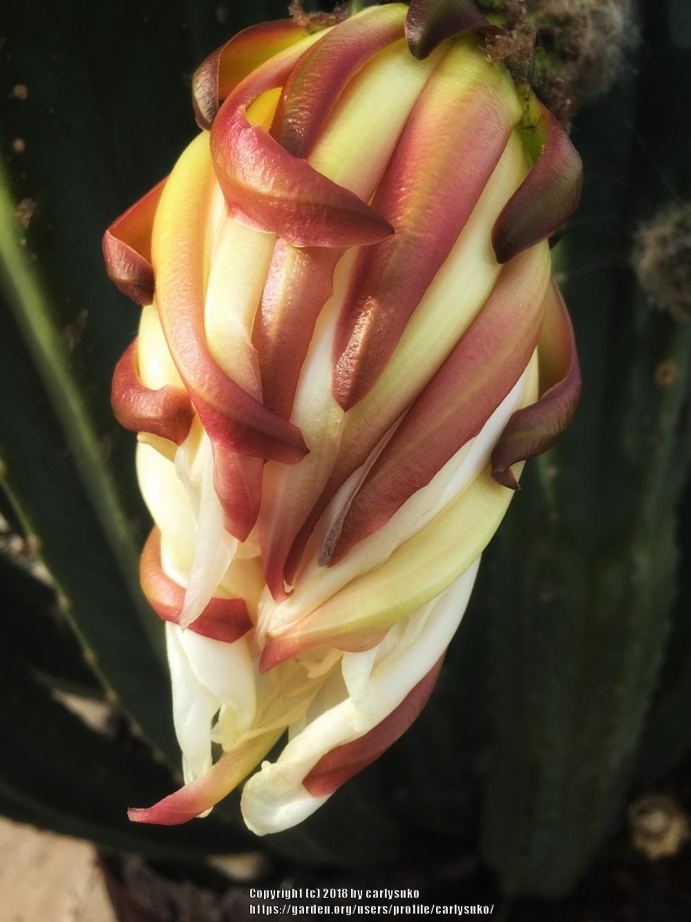 Photo of San Pedro Cactus (Trichocereus macrogonus var. pachanoi) uploaded by carlysuko