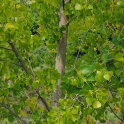 Location: Chesterbrook, Pennsylvania
Date: 2015-09-04
foliage and young stems of Eastern Cottonwood