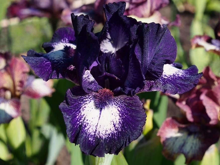 Photo of Standard Dwarf Bearded Iris (Iris 'Celilo') uploaded by IaninaUkr