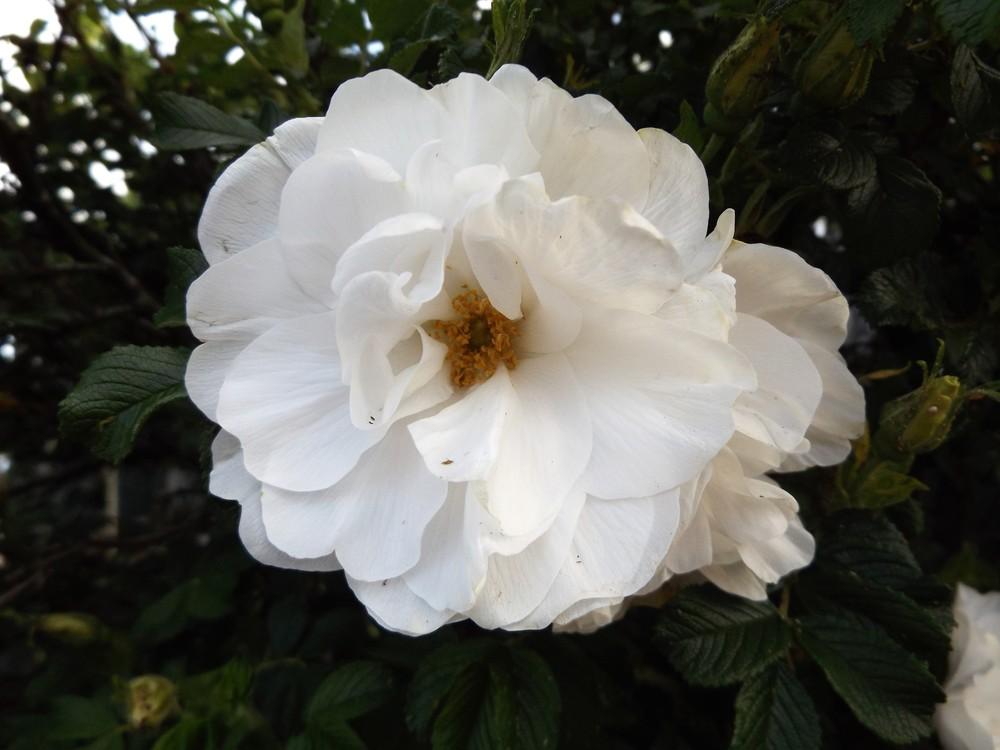 Photo of Hybrid Rugosa Rose (Rosa 'Blanc Double de Coubert') uploaded by LolaTasmania