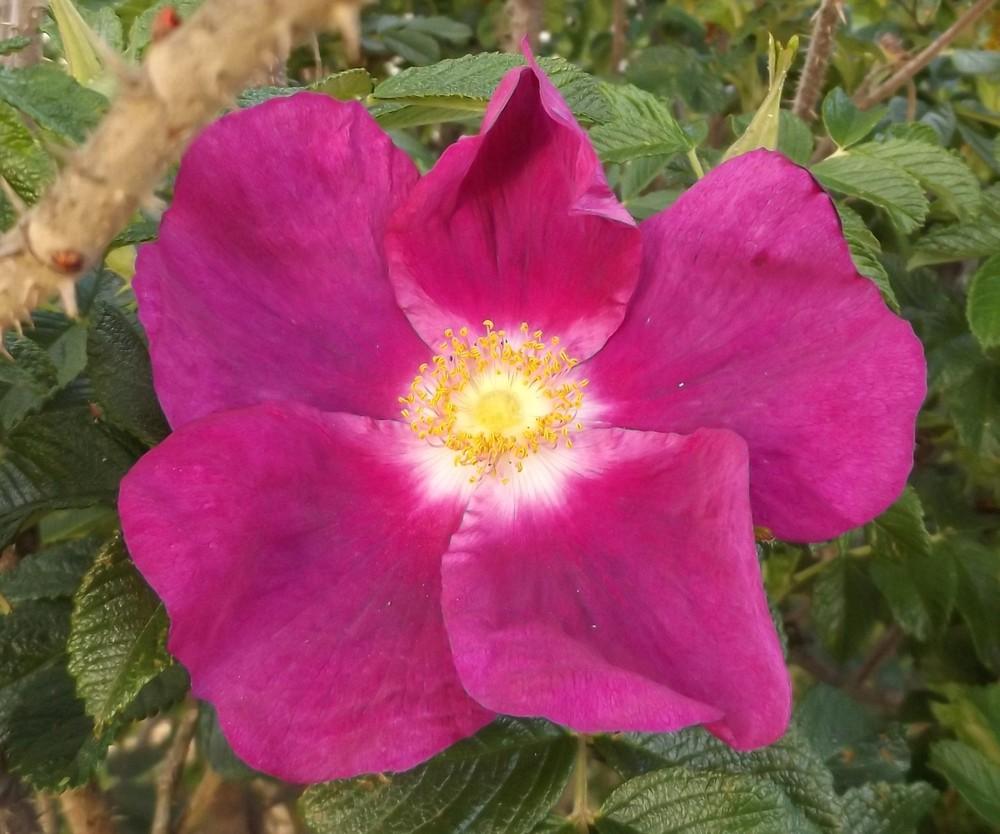 Photo of Rose (Rosa 'Rugspin') uploaded by LolaTasmania