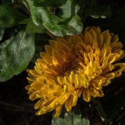 Location: Clinton, Michigan 49236
Date: 2016-08-25
"Chrysanthemum 'Best Regards', 2016, REGARDS™ Series Hardy Gard
