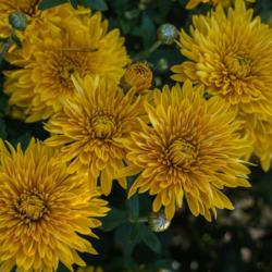 Location: Clinton, Michigan 49236
Date: 2016-10-09
"Chrysanthemum 'Best Regards', 2016, REGARDS™ Series Hardy Gard