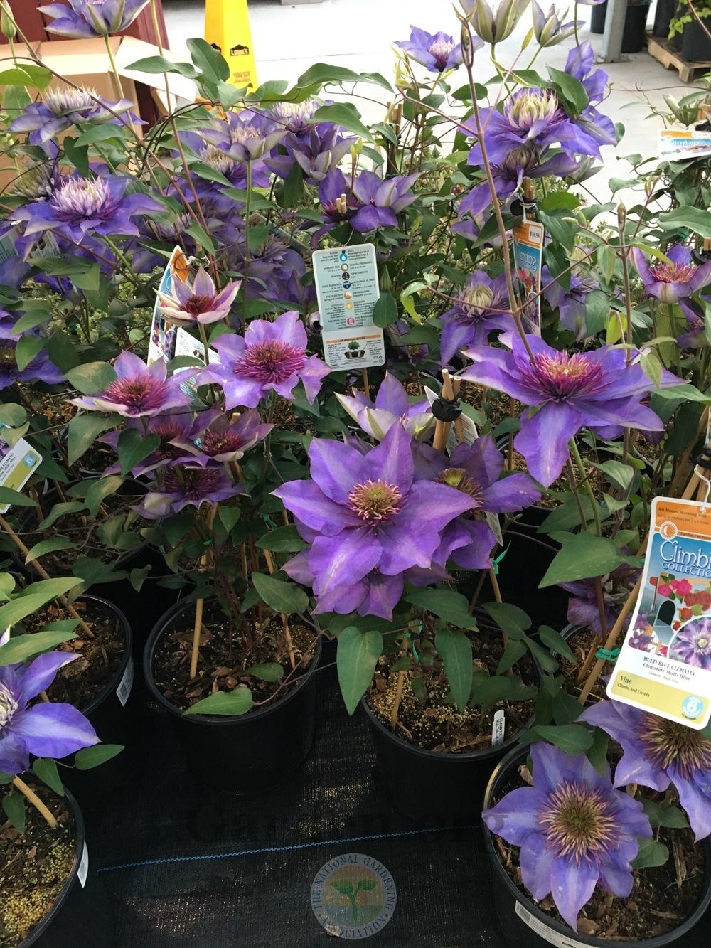 Photo of Clematis 'Multi Blue' uploaded by BlueOddish