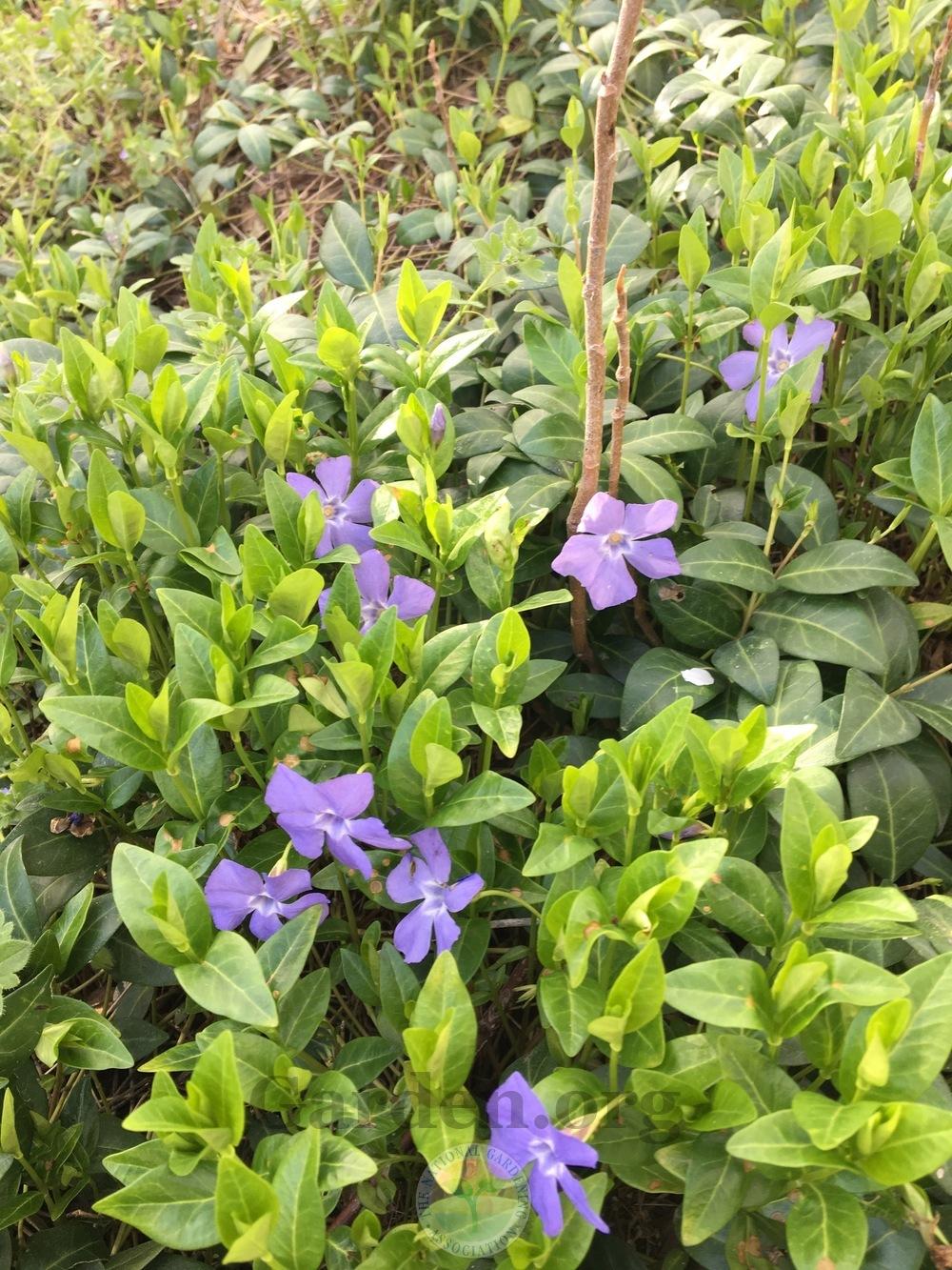 Photo of Greater Periwinkle (Vinca major) uploaded by BlueOddish