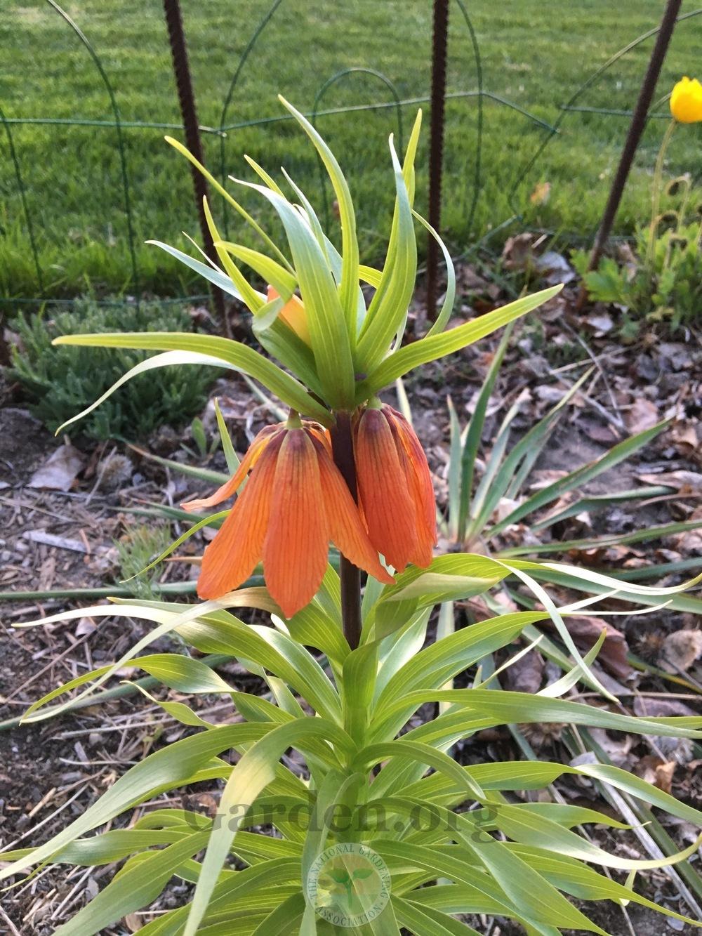 Photo of Crown Imperial Fritillary (Fritillaria imperialis 'Rubra Maxima') uploaded by BlueOddish