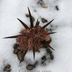 Location: South Jordan, Utah, United States
Date: 2017-12-23
Japanese Maple leaves placed in plant to protect core.