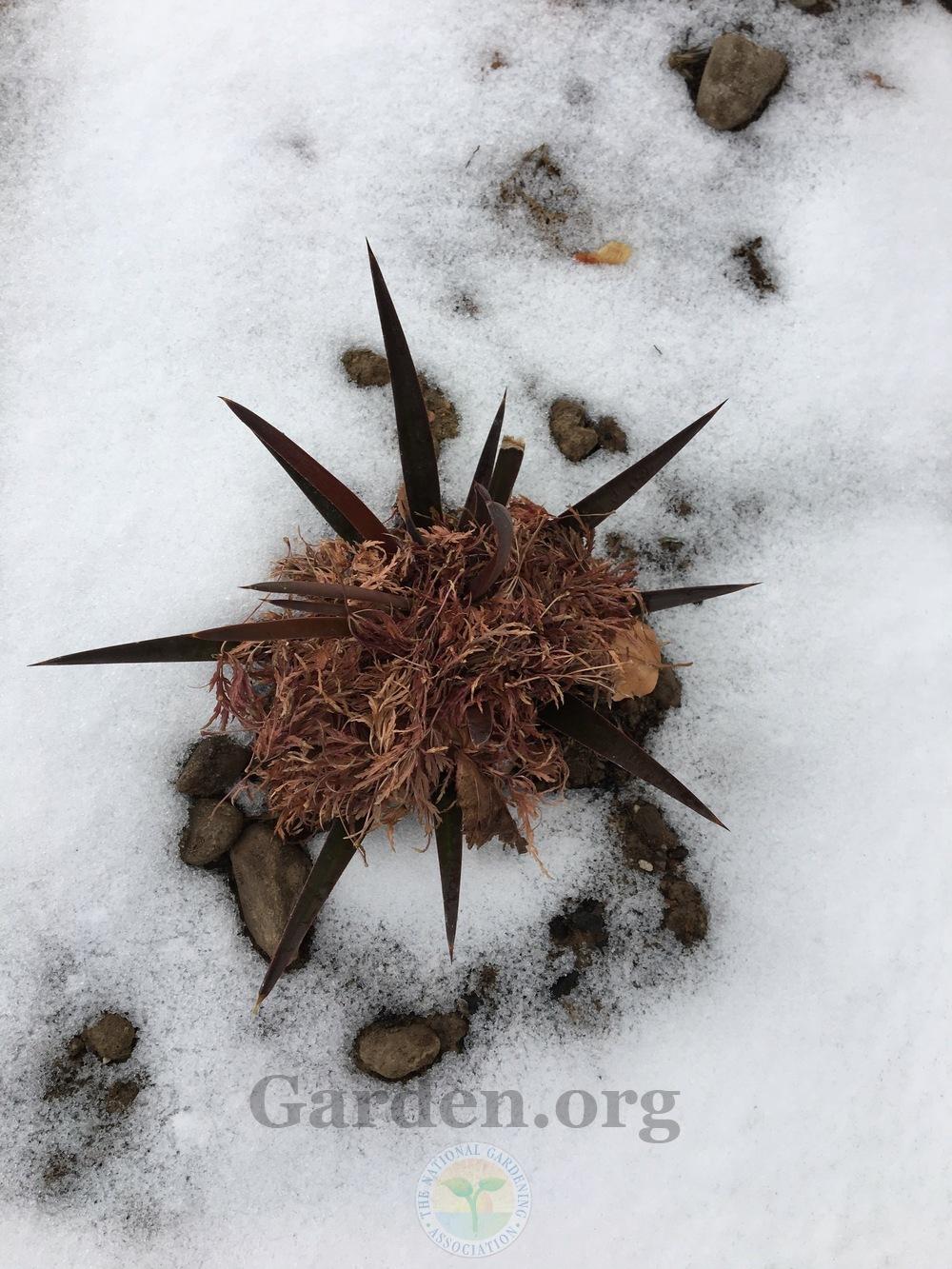 Photo of Spanish Bayonet (Yucca aloifolia) uploaded by BlueOddish