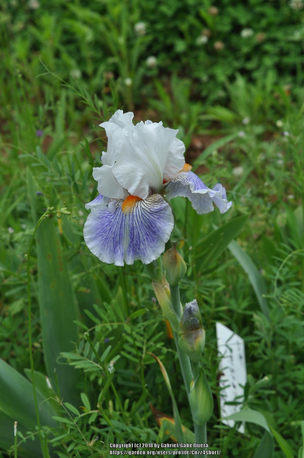 Photo of Tall Bearded Iris (Iris 'Concession') uploaded by Cuzz4short