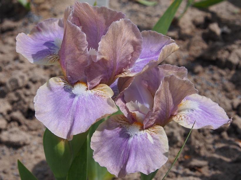 Photo of Standard Dwarf Bearded Iris (Iris 'Libertine') uploaded by IaninaUkr