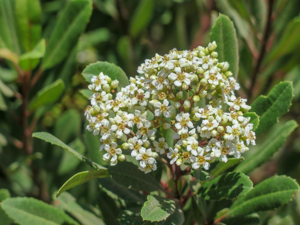 Photo of Toyon (Heteromeles arbutifolia) uploaded by Baja_Costero