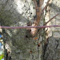 Location: Downingtown, Pennsylvania
Date: 2008-05-29
borer holes in a dying Purple-leaf Plum Tree