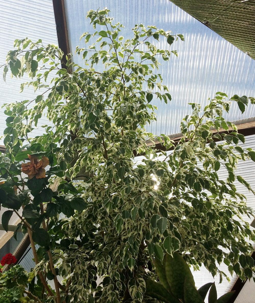 Photo of Weeping Fig (Ficus benjamina 'Variegata') uploaded by plantmanager