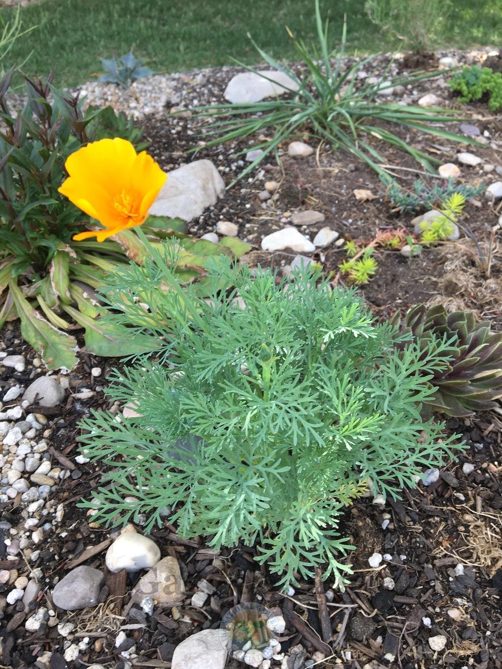 Photo of California Poppy (Eschscholzia californica) uploaded by BlueOddish