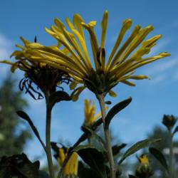 Location: Clinton, Michigan 49236
Date: 2016-08-25
"Chrysanthemum 'Golden Star', 2016, Spoon [Mum] #chrysanthemum , 
