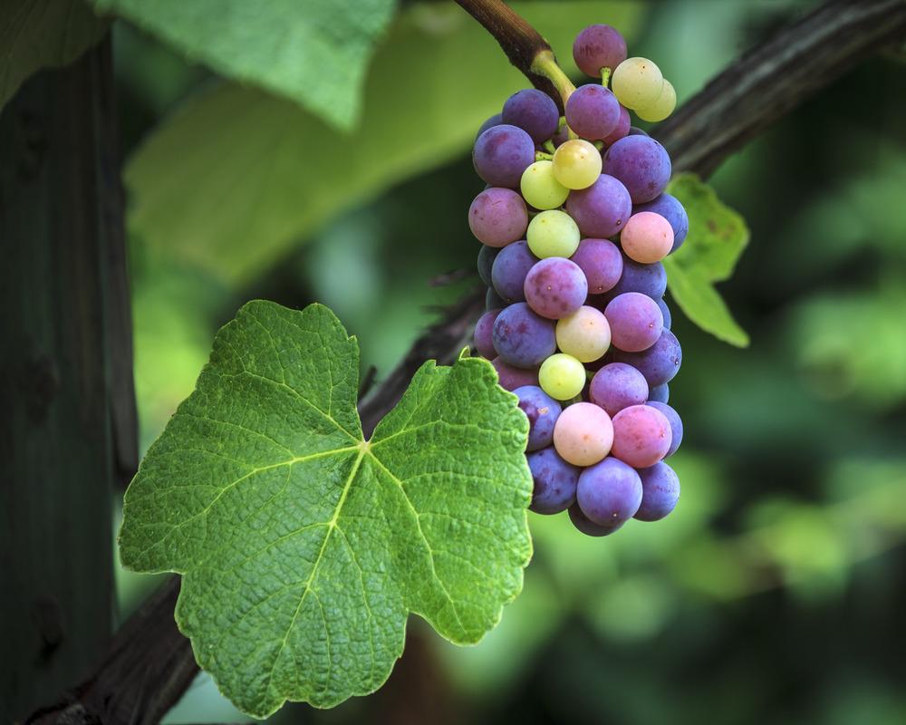Photo of Grapes (Vitis) uploaded by kfbf2