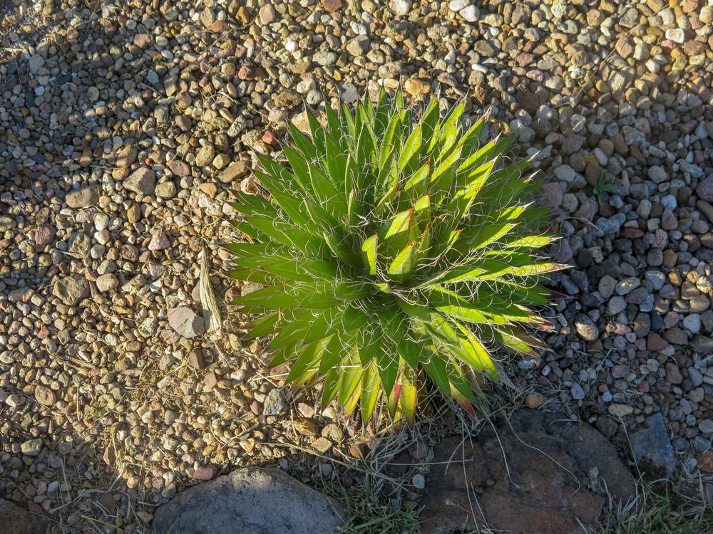 Photo of Thread Agave (Agave filifera) uploaded by Baja_Costero