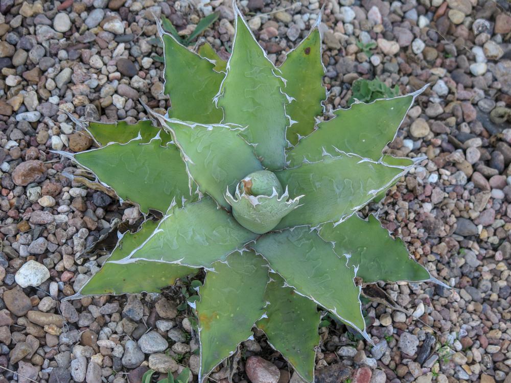 Photo of Saw-Leaf Agave (Agave xylonacantha) uploaded by Baja_Costero