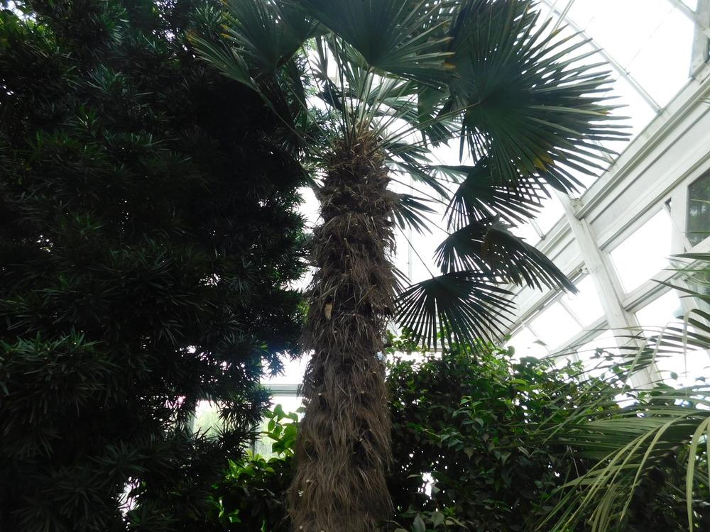 Photo of Chinese Windmill Palm (Trachycarpus fortunei) uploaded by JHeirloomSeeds