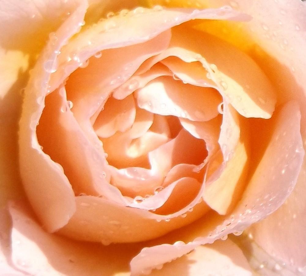 Photo of Rose (Rosa 'Belle Story') uploaded by LolaTasmania
