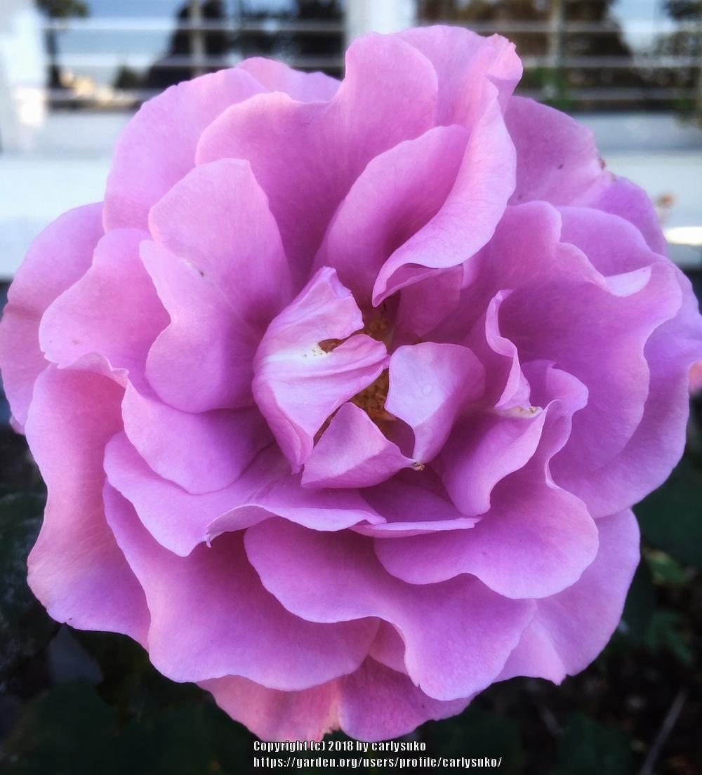 Photo of Rose (Rosa 'Angel Face') uploaded by carlysuko