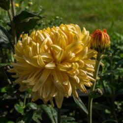 Location: Clinton, Michigan 49236
Date: 2016-08-25
"Chrysanthemum 'Homecoming', 2016, Football [Mum] #chrysanthemum 