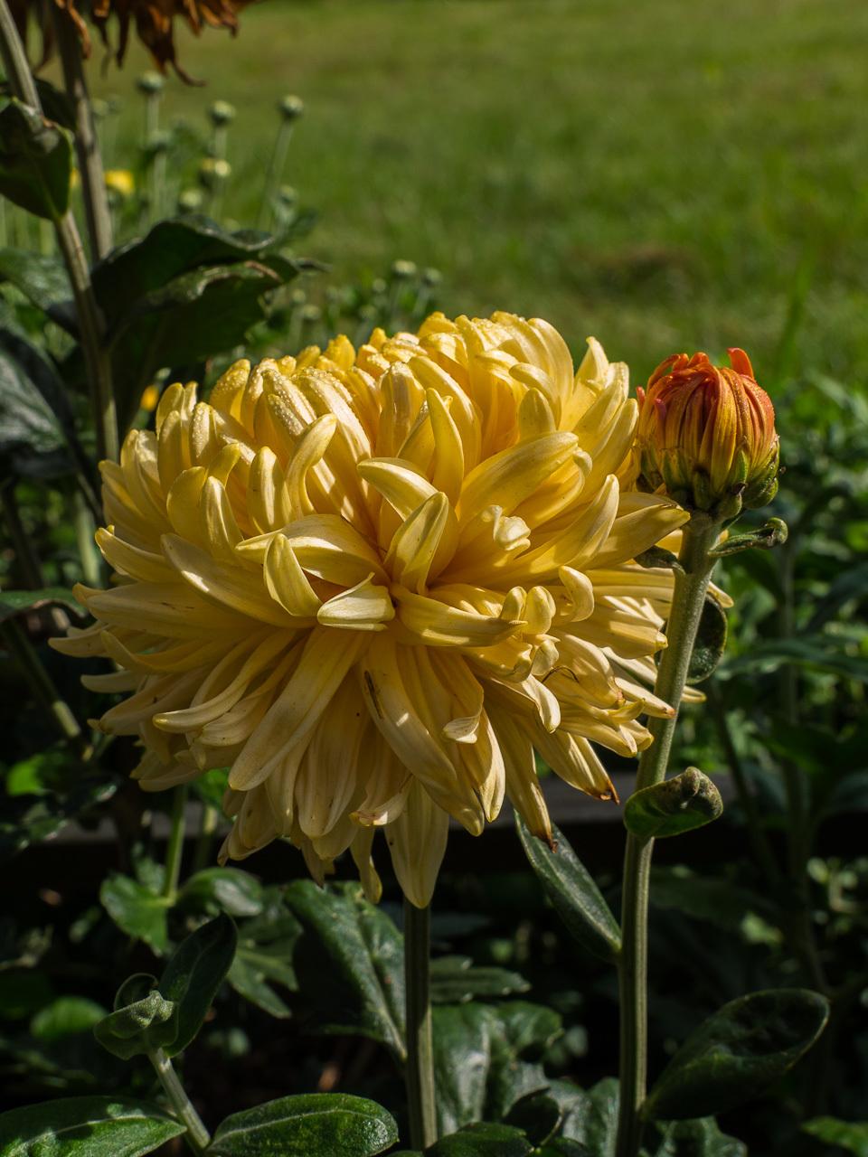 Photo of Football Mum (Chrysanthemum 'Homecoming') uploaded by frankrichards16