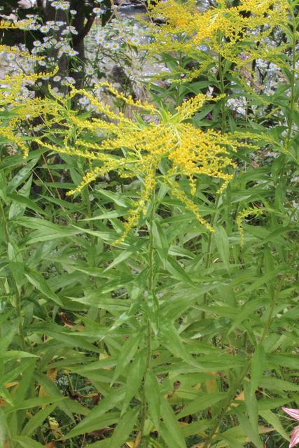 Photo of Goldenrod (Solidago canadensis) uploaded by RuuddeBlock