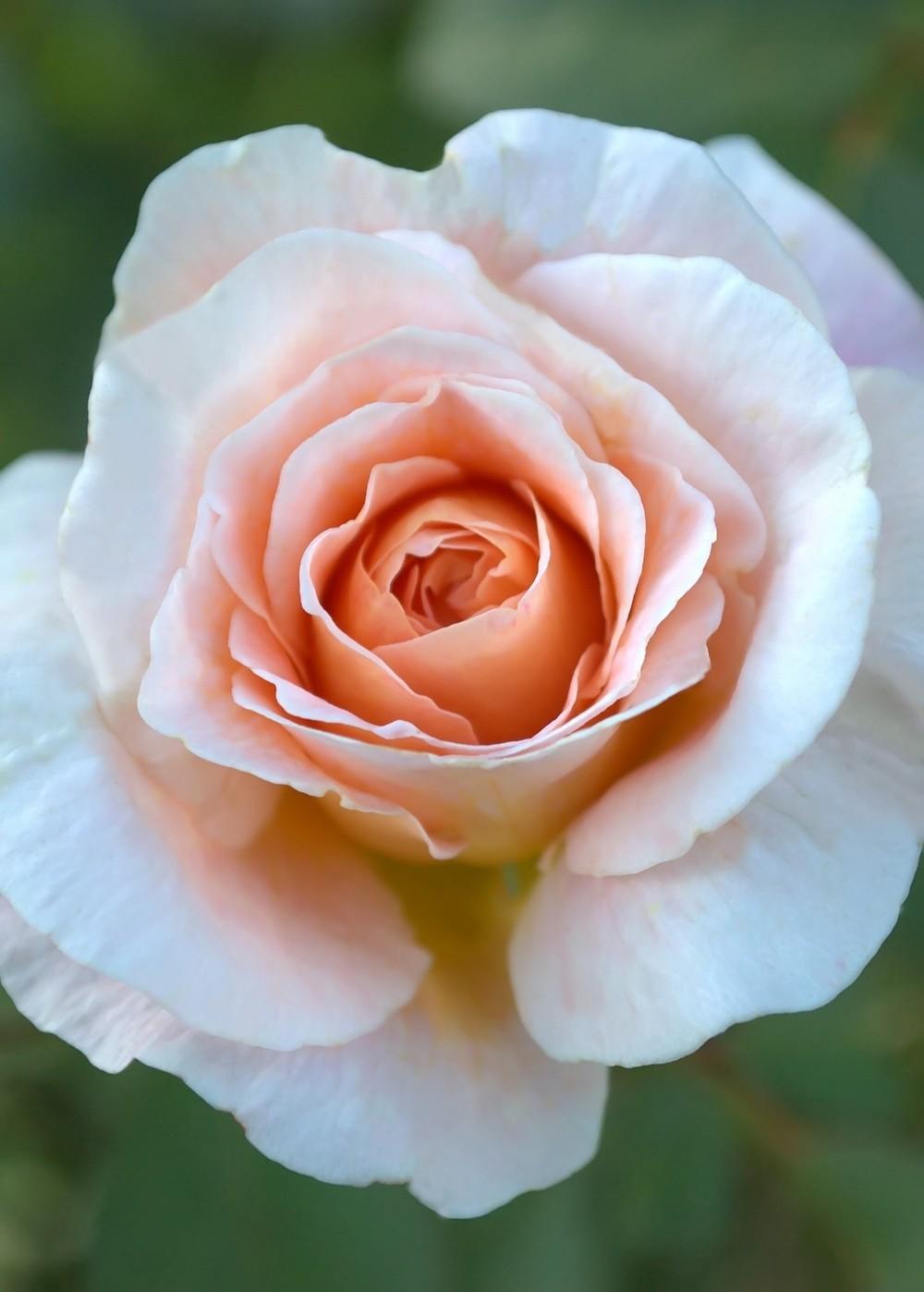 Photo of Rose (Rosa 'Tamora') uploaded by AudreyDee