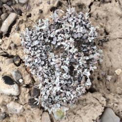 Location: Badeau Ridge, Yuba State Park, Juab County, Utah, United States
Date: 2017-07-17
Eriogonum ovalifolium var. ovalifolium