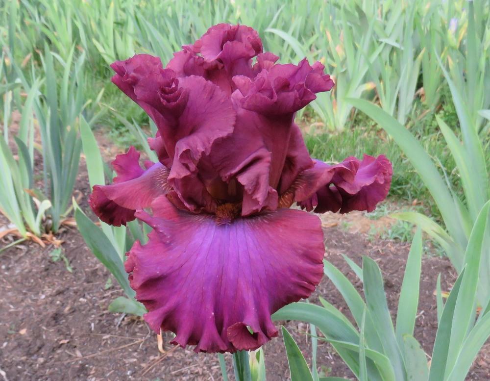Photo of Tall Bearded Iris (Iris 'Ravishing Ruby') uploaded by KentPfeiffer
