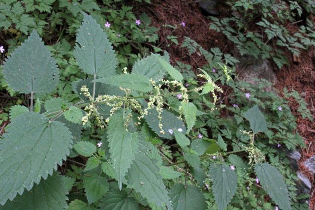 Photo of Stinging Nettle (Urtica dioica) uploaded by RuuddeBlock